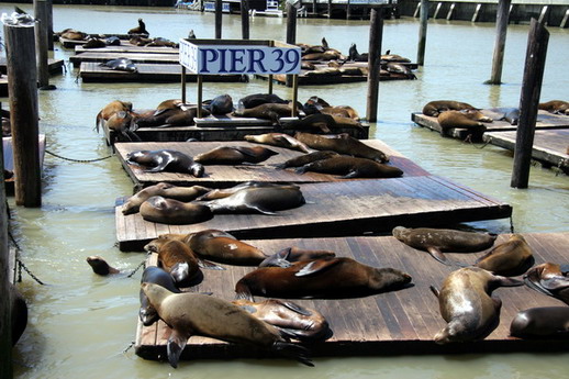 Ca-Pier39.jpg
