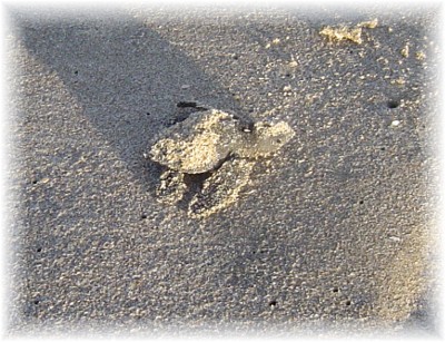 Turtle